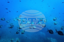 Climate Deep Sea Mining