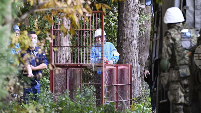 Мечки нарушават дейността на 30 на сто от компаниите в Североизточна Япония, сочи проучване