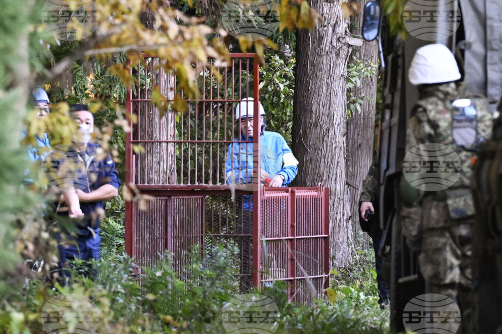 Мечки нарушават дейността на 30 на сто от компаниите в Североизточна Япония, сочи проучване