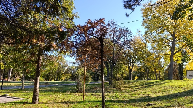 Предвижда се засаждането на минимум 3000 дървета в изпълнение на програма за залесяване и зацветяване в община Шумен 