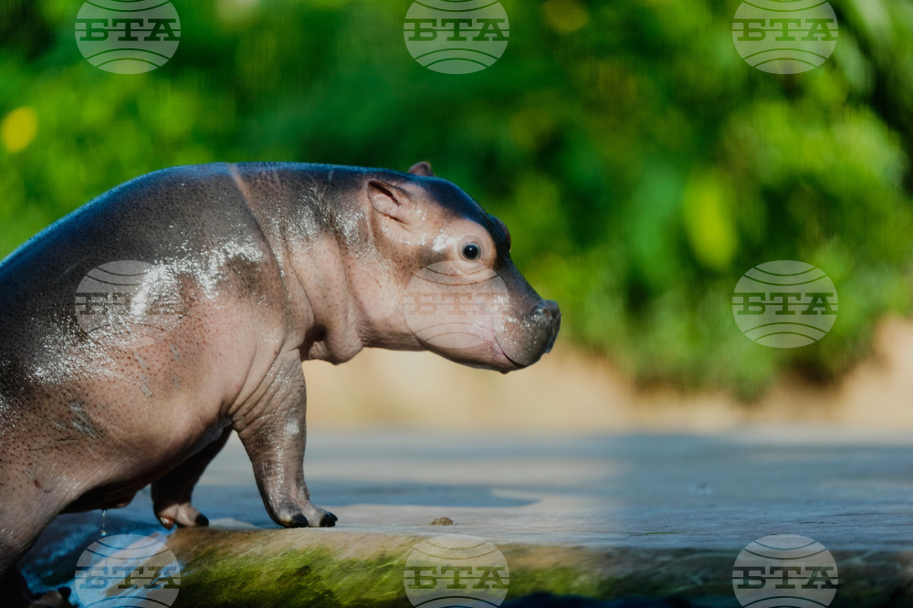 APTOPIX Germany Hippo