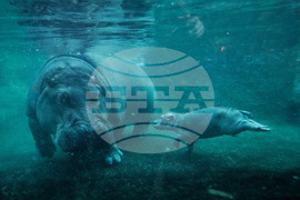 APTOPIX Germany Hippo