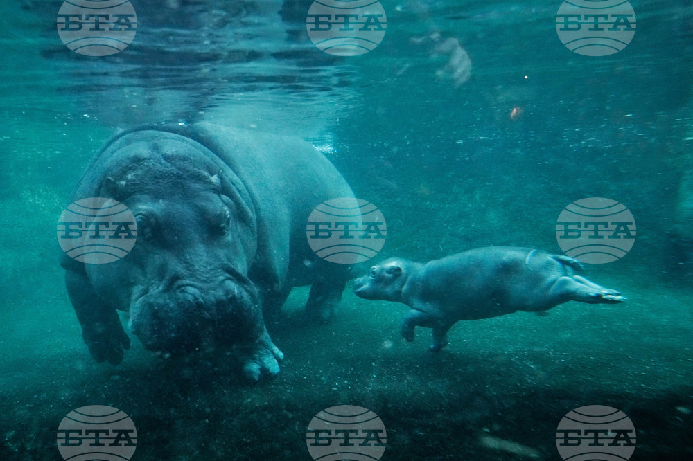 APTOPIX Germany Hippo