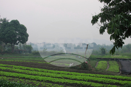 Laos Wasp Sting Deaths