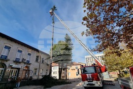 Смолян - акция по отсичане на стари дървета