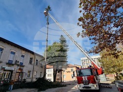 Смолян - акция по отсичане на стари дървета