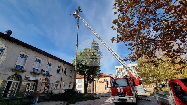 Акция по изсичане на опасни дървета започна в центъра на Смолян