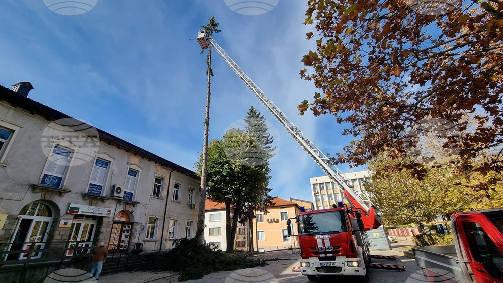 Смолян - акция по отсичане на стари дървета