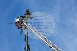 Смолян - акция по отсичане на стари дървета