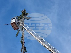 Смолян - акция по отсичане на стари дървета