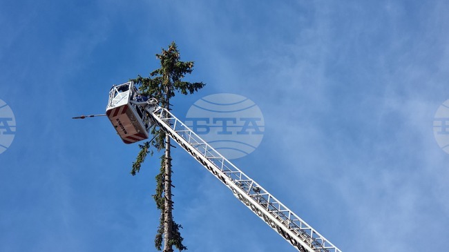 Смолян - акция по отсичане на стари дървета