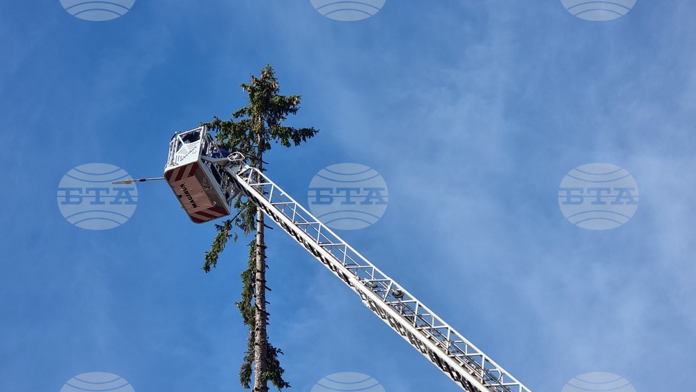 Смолян - акция по отсичане на стари дървета