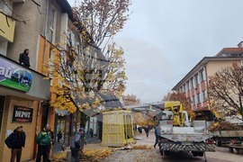 Смолян - акция по отсичане на стари дървета