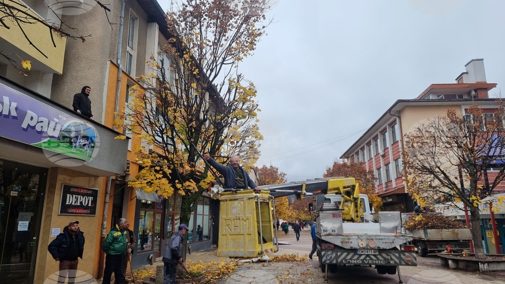 Смолян - акция по отсичане на стари дървета