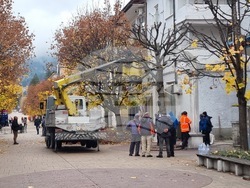 Смолян - акция по отсичане на стари дървета