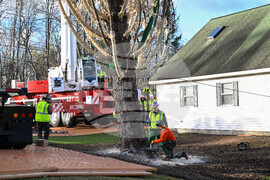 2025 Rockefeller Center Christmas Tree Cutting