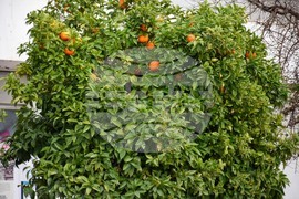 Гърция - Солун - ежедневие - портокалови дръвчета