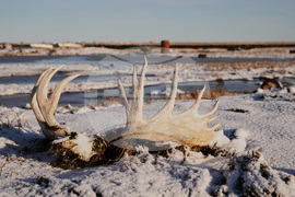 Alaska Typhoon Aftermath