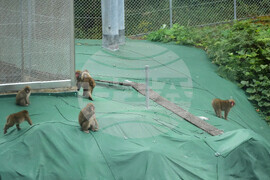 Japan Monkey Chasing