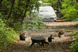 Japan Monkey Chasing