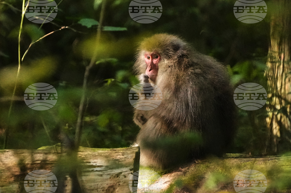 Japan Monkey Chasing