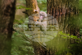 Japan Monkey Chasing