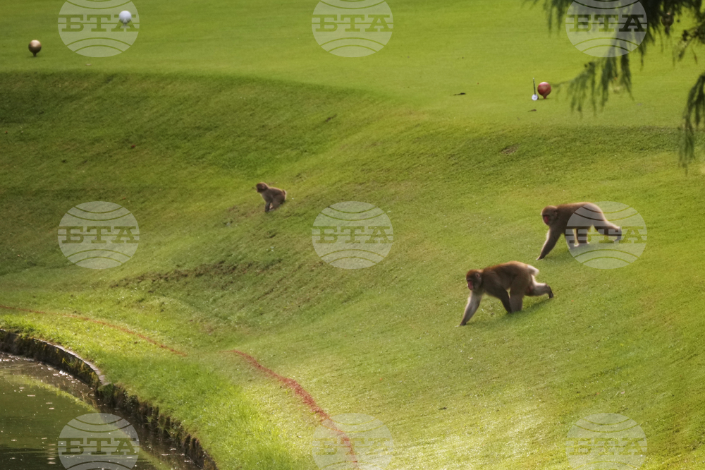 Japan Monkey Chasing