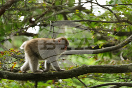 Japan Monkey Chasing