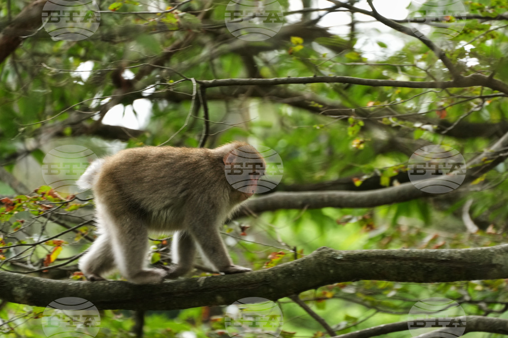 Japan Monkey Chasing