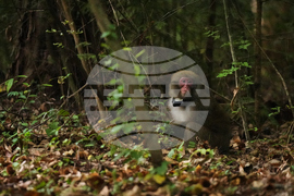 Japan Monkey Chasing