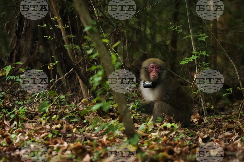 Japan Monkey Chasing
