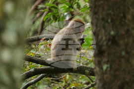 Japan Monkey Chasing