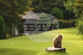 Japan Monkey Chasing