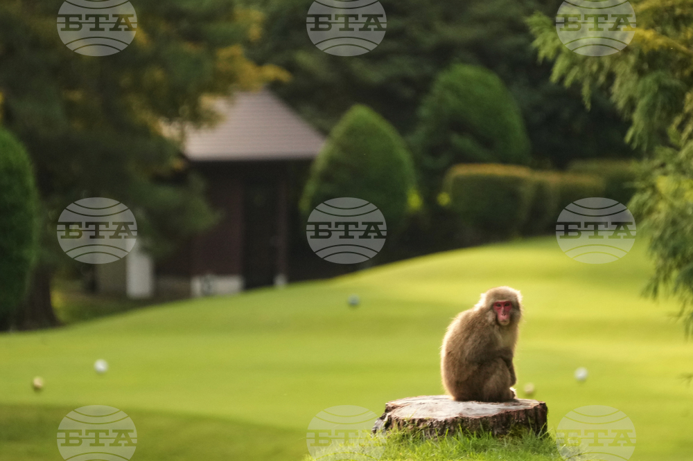 Japan Monkey Chasing
