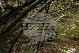 Japan Monkey Chasing