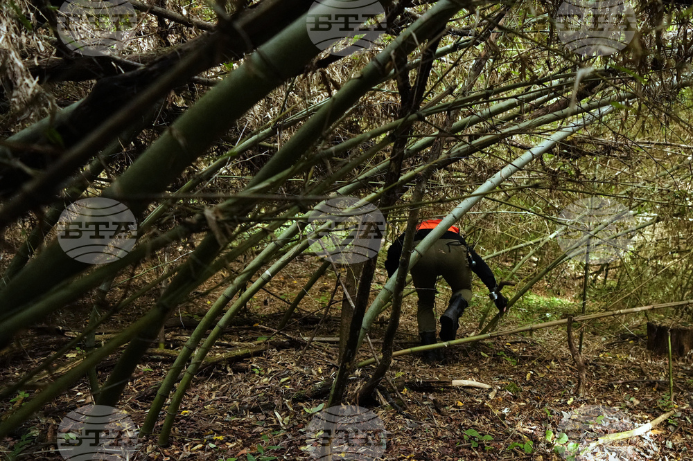 Japan Monkey Chasing