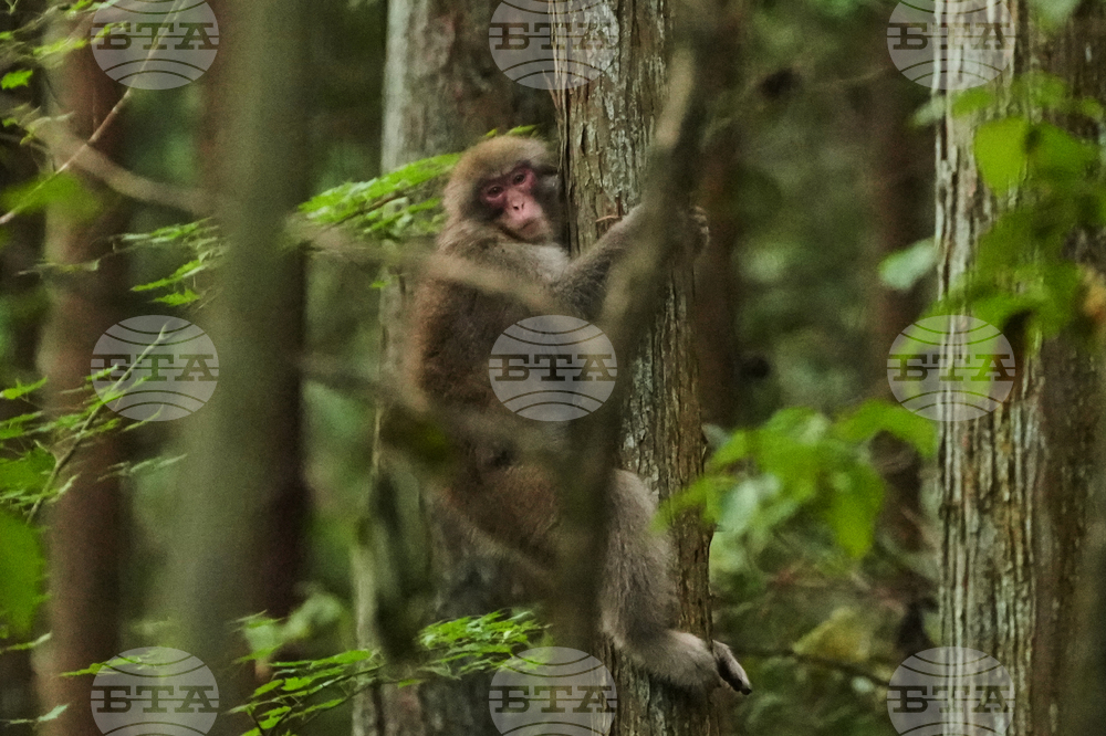 Japan Monkey Chasing