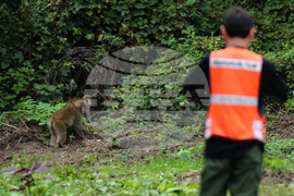 Japan Monkey Chasing