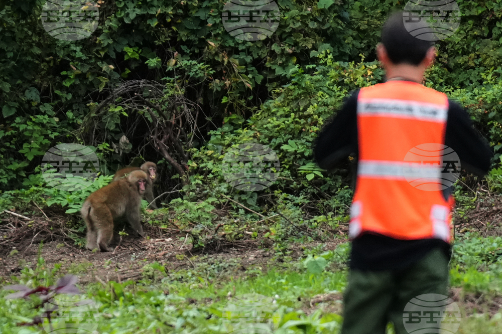 Japan Monkey Chasing