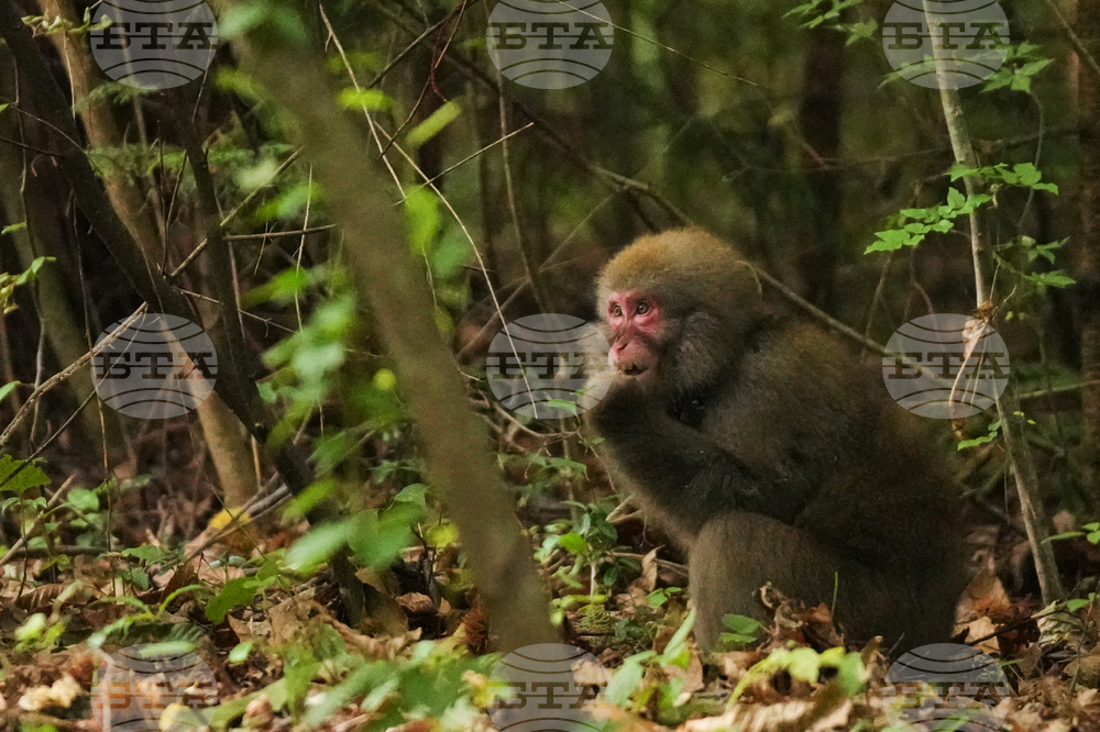Japan Monkey Chasing