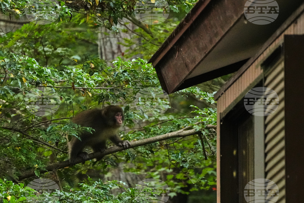 Japan Monkey Chasing