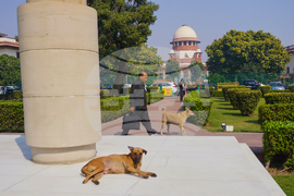India Stray Dogs