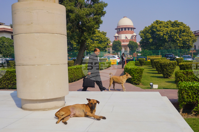 India Stray Dogs