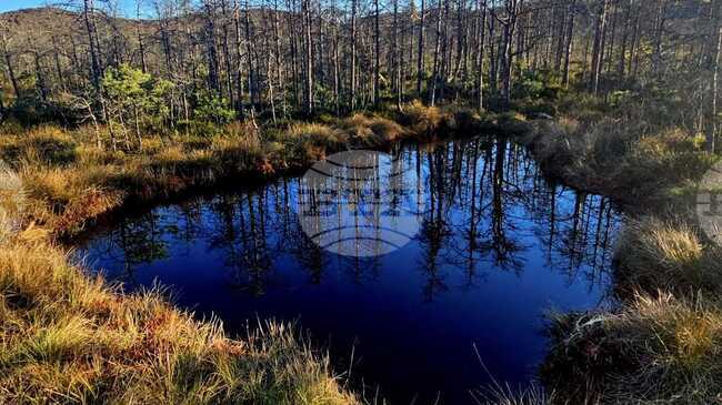 Аджерпрес: Нарастващ интерес на туристите към олиготрофното торфено блато Мохош в румънския окръг Харгита - 40 000 посетители тази година