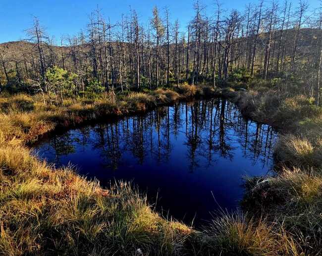 Аджерпрес: Нарастващ интерес на туристите към олиготрофното торфено блато Мохош в румънския окръг Харгита - 40 000 посетители тази година