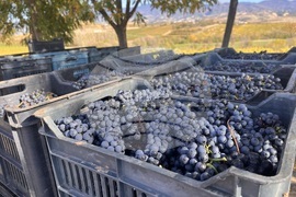 Винен тур в Долината на Струма