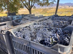 Винен тур в Долината на Струма