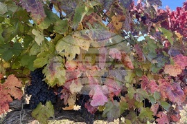 Винен тур в Долината на Струма