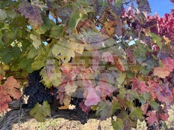 Винен тур в Долината на Струма