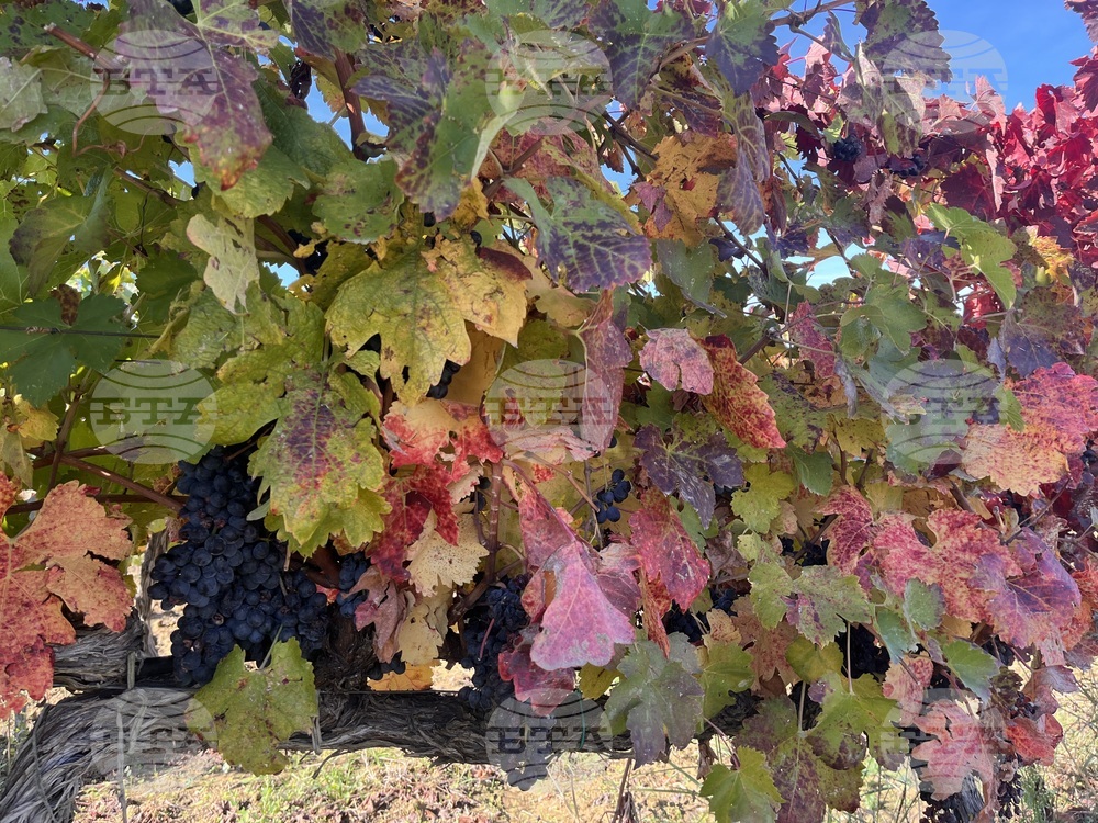 Винен тур в Долината на Струма